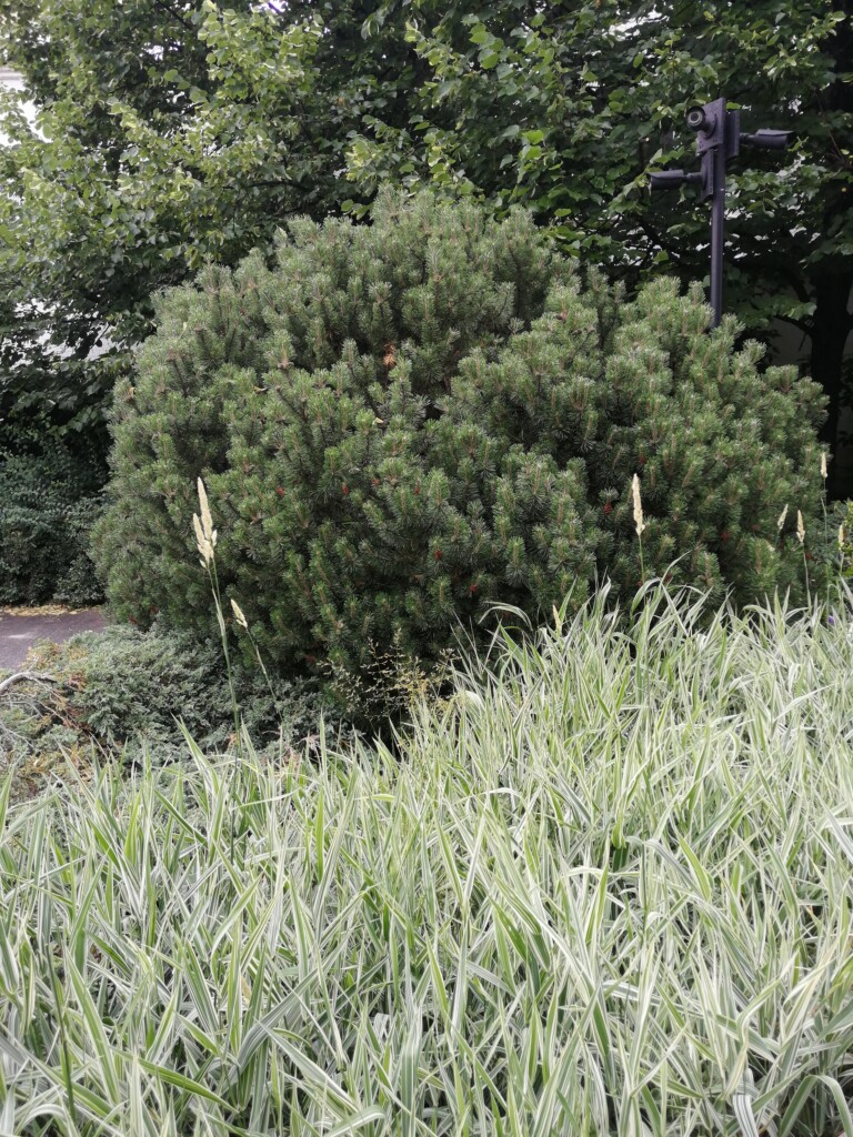 ф